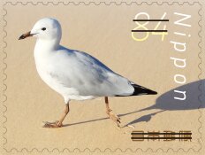 Seagull