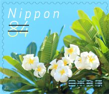 White frangipani