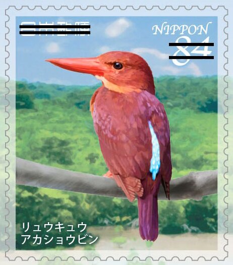 Ruddy kingfisher (Halcyon coromanda)
