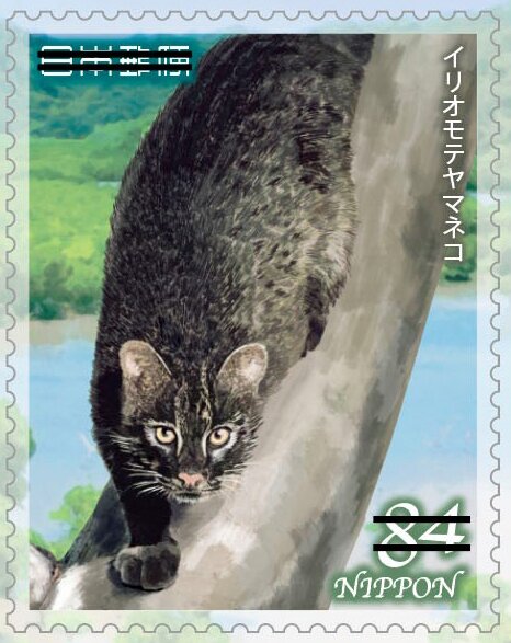 Iriomote wild cat (Prionailurus bengalensis iriomotensis)