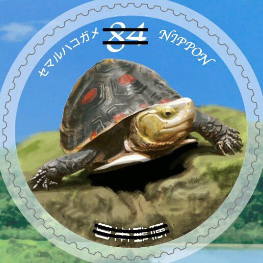 Chinese box turtle (Cuora flavomarginata)