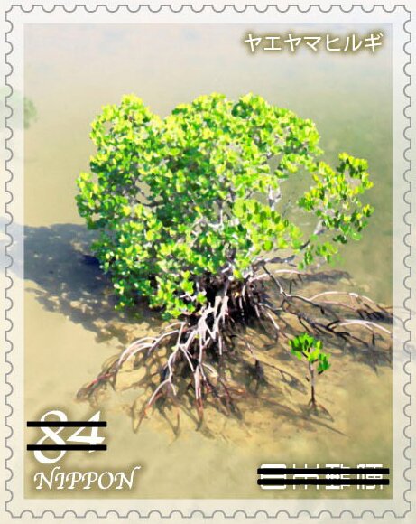 Loop-root mangrove (Rhizophora mucronata)