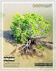 Stamp, Loop-root mangrove (Rhizophora mucronata), Japan,  , Plants (Flora)