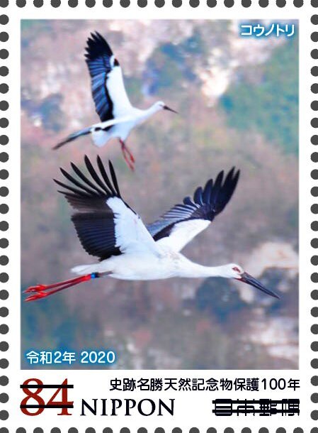 Kōnotori / Oriental White Stork (Ciconia boyciana)