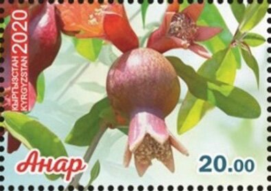 Pomegranate Flower