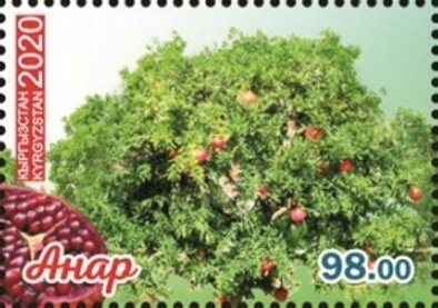 Pomegranate Tree