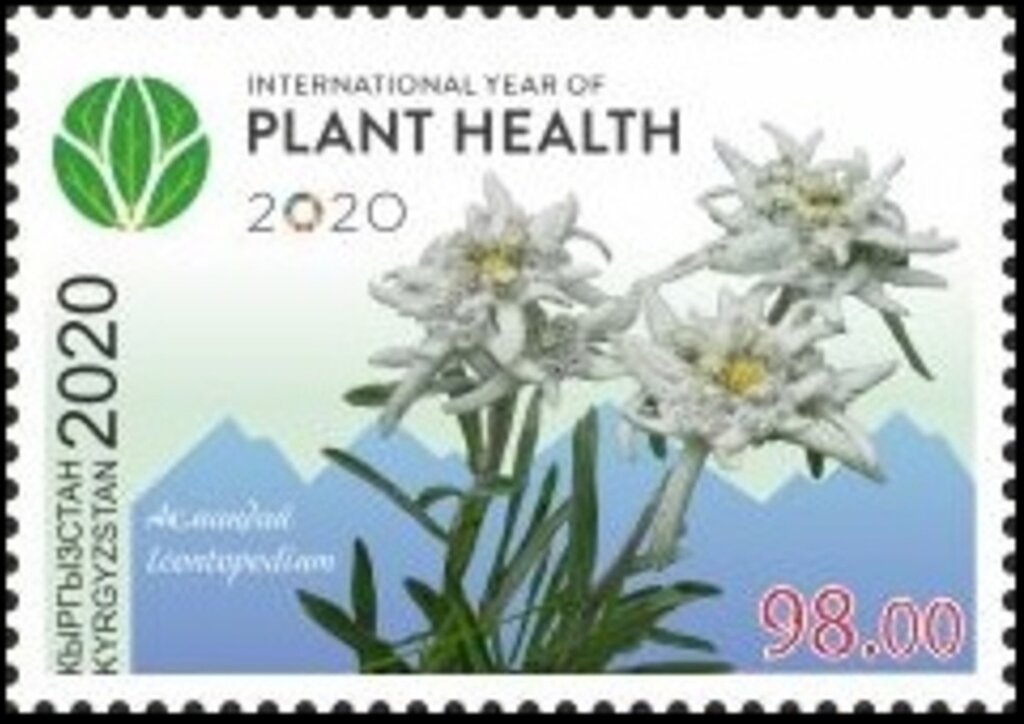International Year of Plant Health