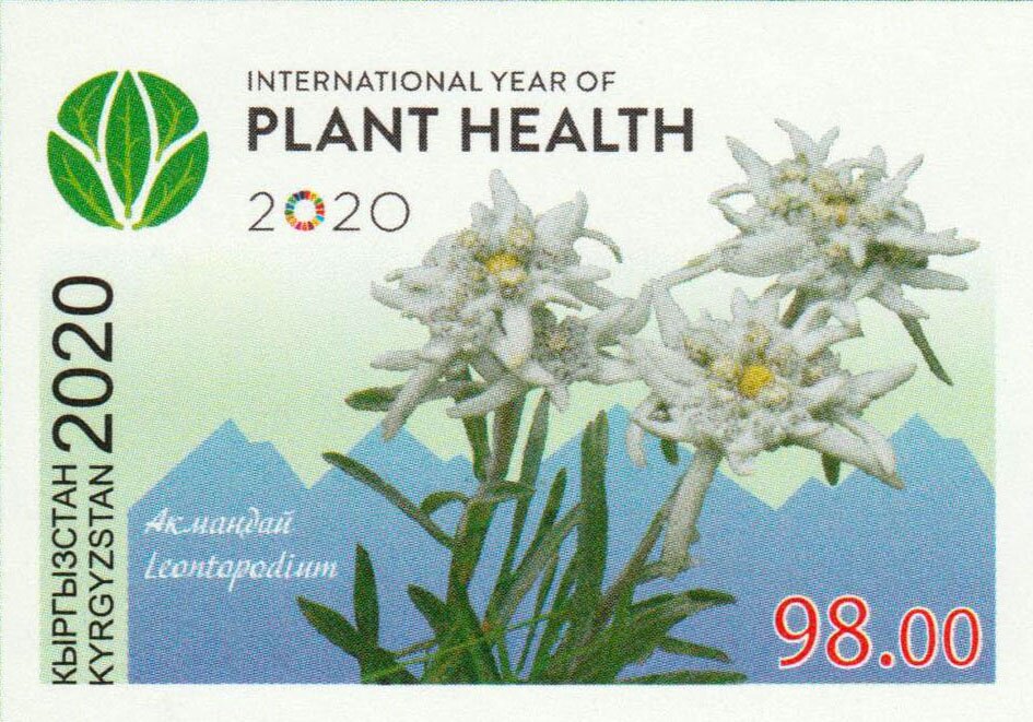 International Year of Plant Health - Leontopodium