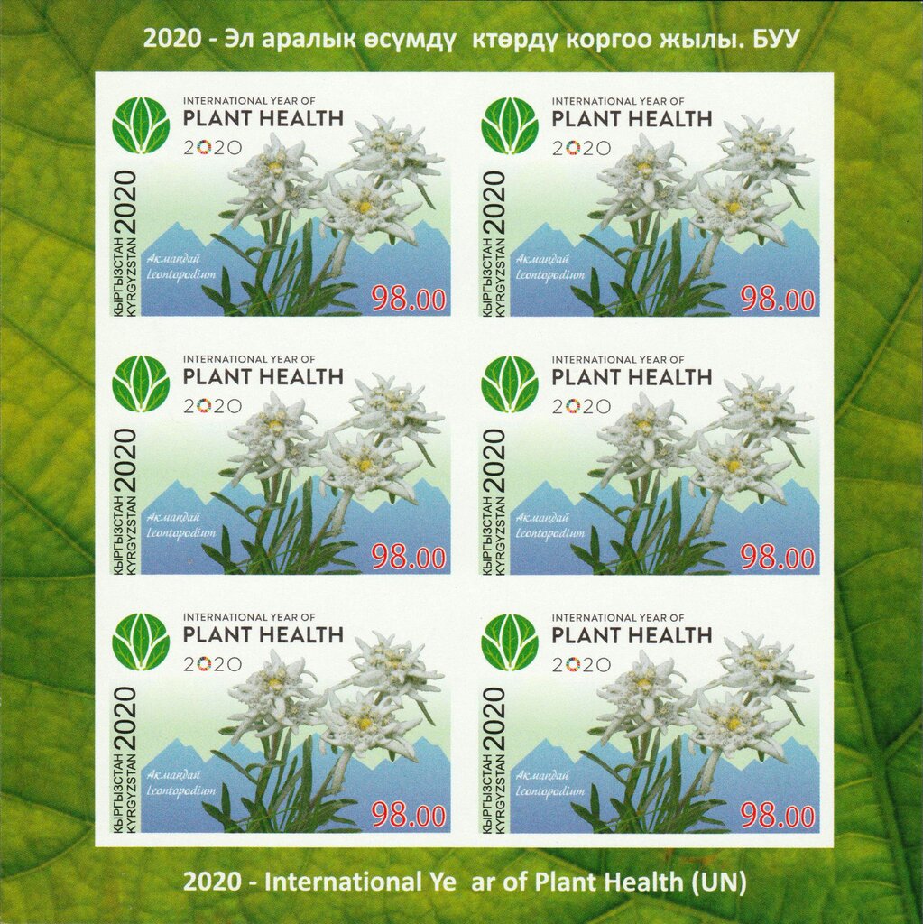 International Year of Plant Health - Leontopodium