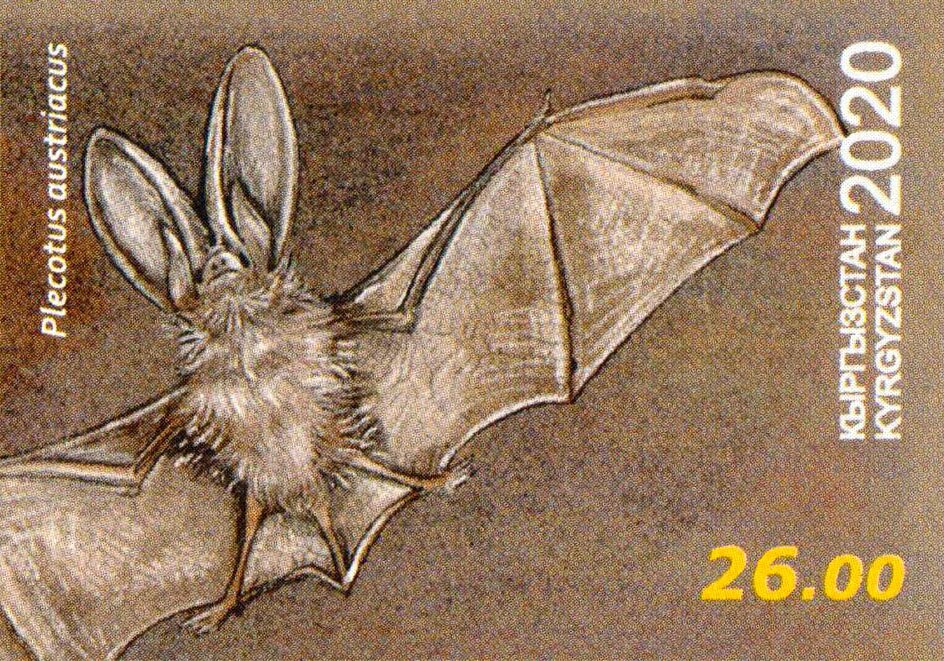Grey Long-Eared Bat (Plecotus austriacus)