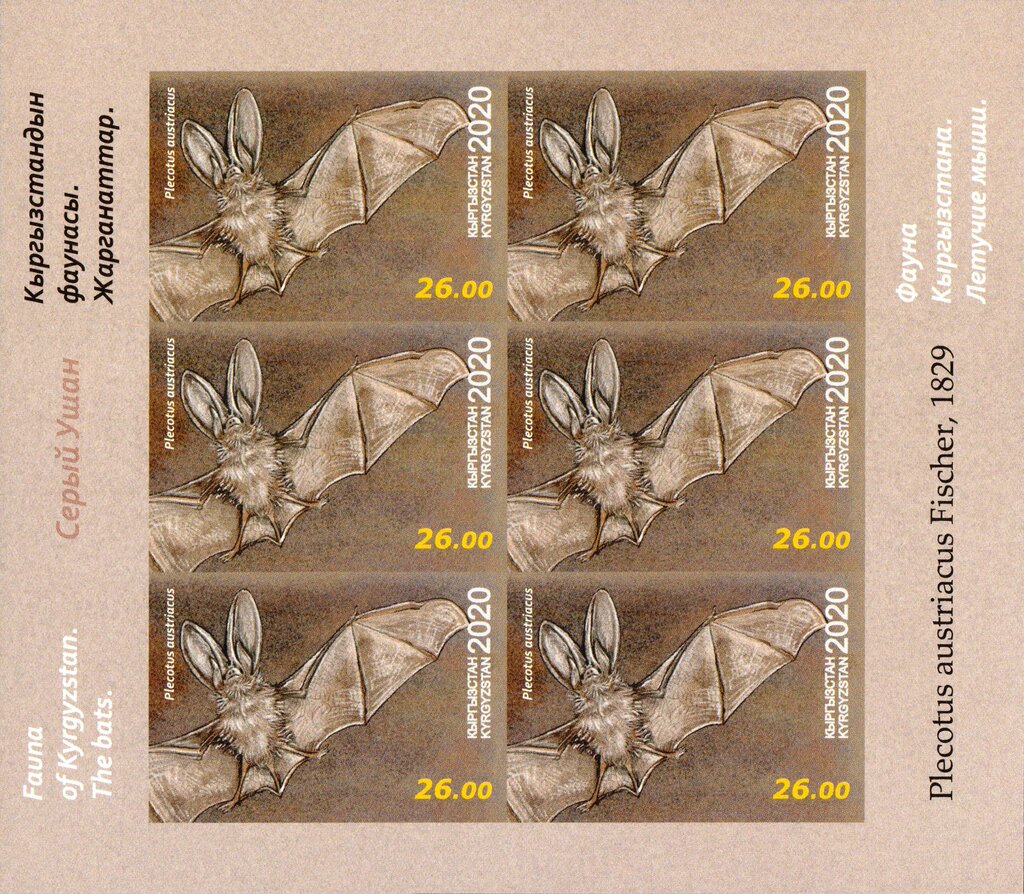 Grey Long-Eared Bat (Plecotus austriacus)