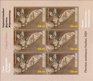 Mini Sheet, Grey Long-Eared Bat (Plecotus austriacus), Kyrgyzstan,  , Animals (Fauna), Bats, Mammals