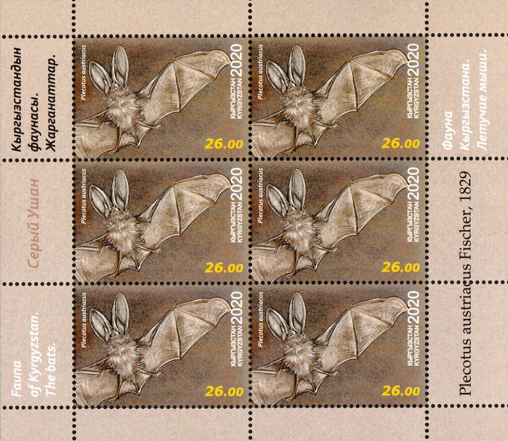 Grey Long-Eared Bat (Plecotus austriacus)