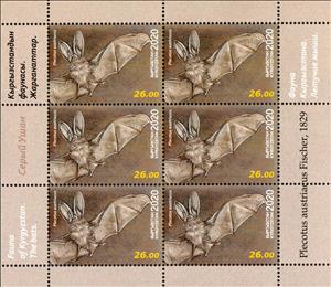 Mini Sheet, Grey Long-Eared Bat (Plecotus austriacus), Kyrgyzstan,  , Animals (Fauna), Bats, Mammals