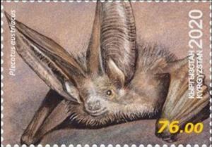 Stamp, Grey Long-Eared Bat (Plecotus austriacus), Kyrgyzstan,  , Animals (Fauna), Bats, Mammals