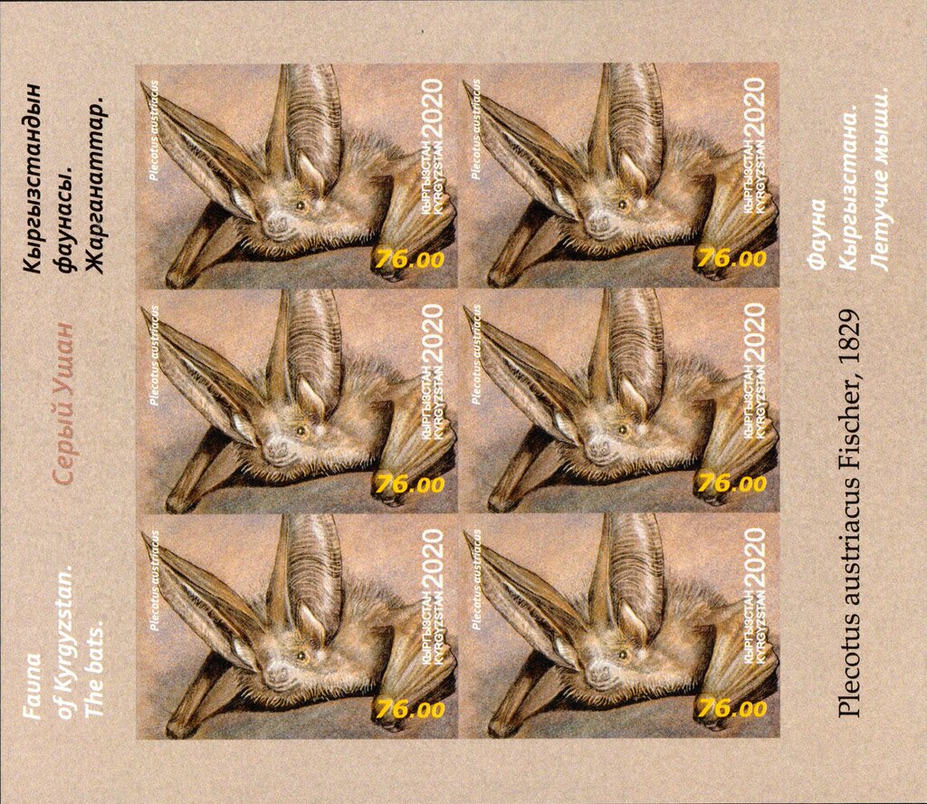 Grey Long-Eared Bat (Plecotus austriacus)