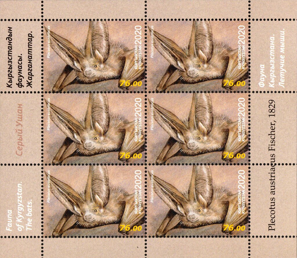 Grey Long-Eared Bat (Plecotus austriacus)