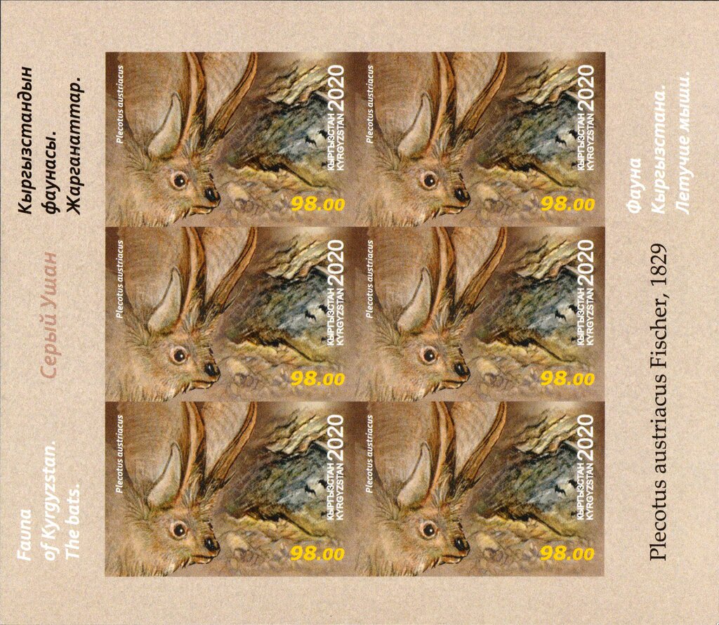 Grey Long-Eared Bat (Plecotus austriacus)