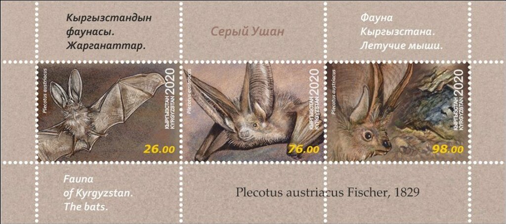 Grey Long-Eared Bat (Plecotus austriacus)