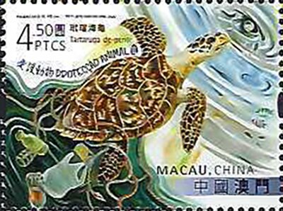 Hawksbill Turtle (Eretmochelys imbricata)