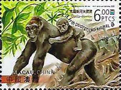 Cross River Gorilla (Gorilla gorilla diehli)