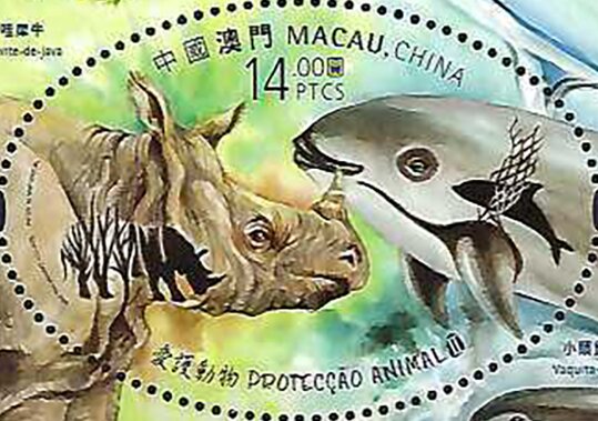 Javan Rhinoceros (Rhinoceros sondaicus)