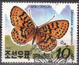 Pearl-bordered Fritillary (Clossiana angarensis)