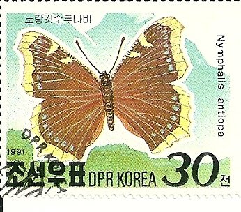 Mourning Cloak (Nymphalis antiopa)