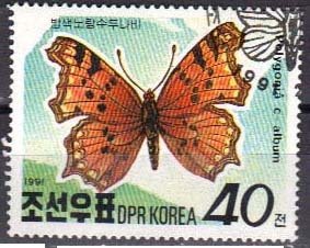 Comma Butterfly (Polygonia c-album)
