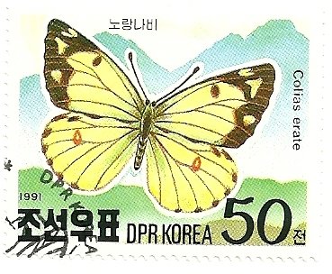 Pale Clouded Yellow (Colias erate)