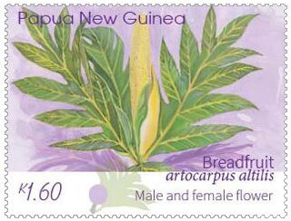 Male & Female Breadfruit Flower