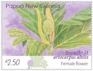 Female Breadfruit Flower
