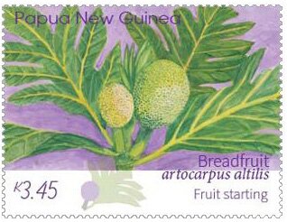 Immature Breadfruit