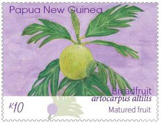 Mature Breadfruit
