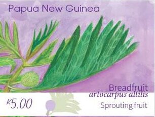 Breadfruit Sprouting Fruit
