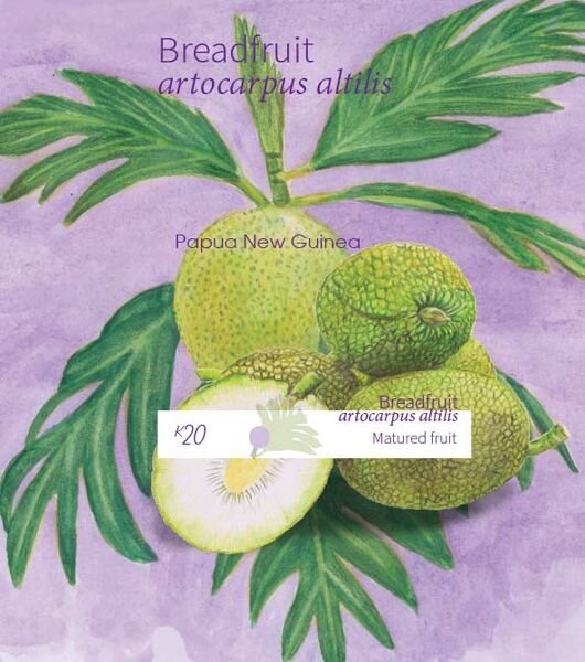 Mature Breadfruit