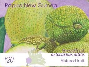 Mature Breadfruit