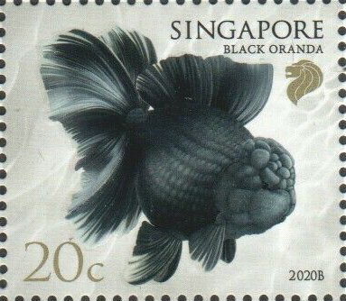 Black Oranda (2020B Reprint)