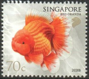 Red Oranda (2020B Reprint)
