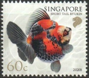 Short-Tail Ryukin (2020B Imprint)