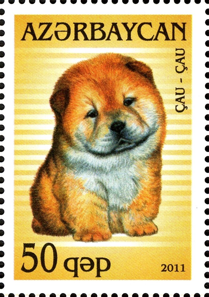 Chow Chow (Canis lupus familiaris)