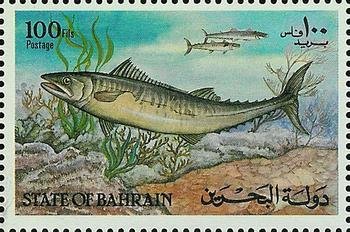 Narrow-barred Spanish mackerel (Scomberomorus commerson)