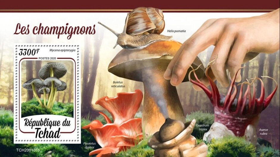 Mushrooms