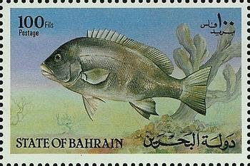 Sordid Rubberlip (Plectorhychus sordidus)