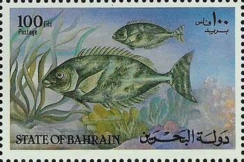 White-spotted Spinefoot (Siganus canaliculatus)