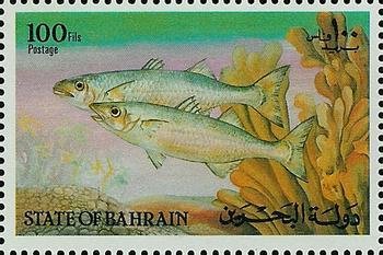Mullet (Liza sp.)