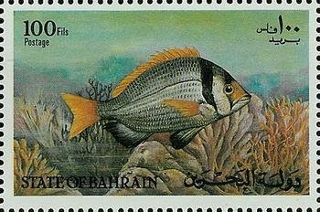 Twobar seabream (Acanthopagrus bifasciatus)