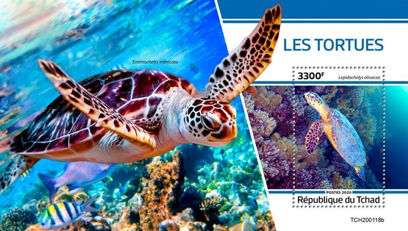 Turtles