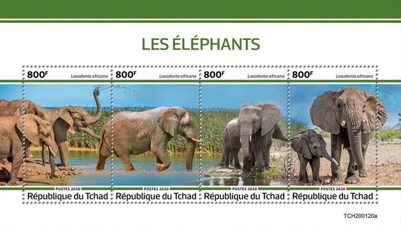 Elephants