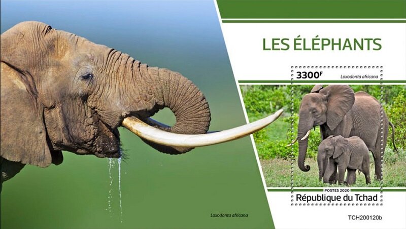 Elephants